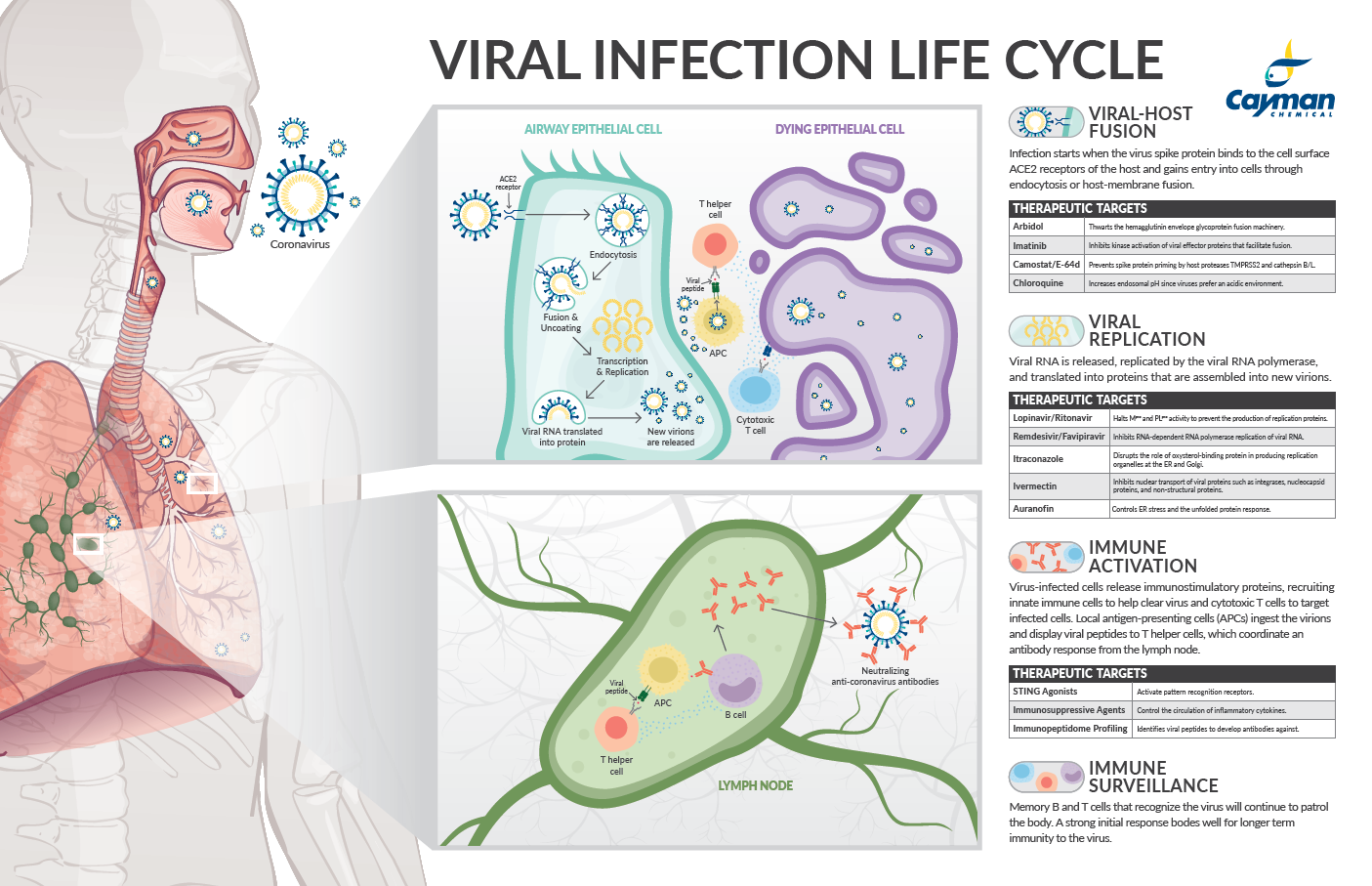 <p>​Viral Infection Life Cycle<br></p>